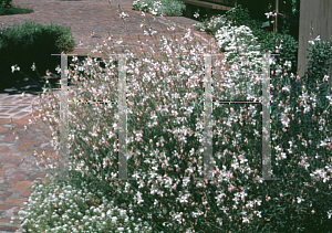 Picture of Oenothera lindheimeri 