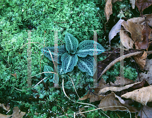 Picture of Goodyera pubescens 