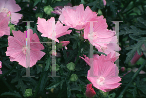 Picture of Malva alcea 