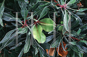 Picture of Oenothera macrocarpa 