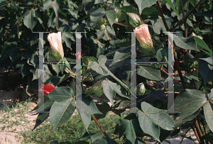 Picture of Gossypium hirsutum 