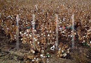 Picture of Gossypium hirsutum 