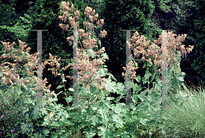 Picture of Macleaya cordata 