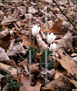 Picture of Sanguinaria canadensis 