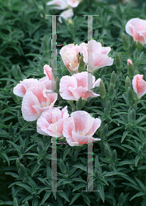 Picture of Clarkia amoena 'Dwarf Mix Improved'