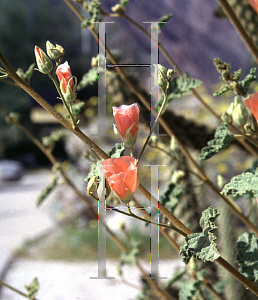 Picture of Sphaeralcea ambigua 