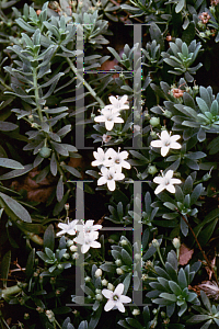 Picture of Myoporum parvifolium 