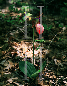Picture of Cypripedium acaule 