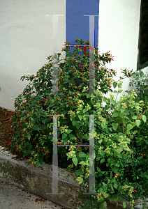 Picture of Mirabilis jalapa 