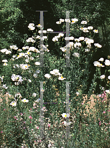 Picture of Romneya coulteri var. trichocalyx 