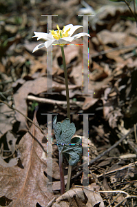 Picture of Sanguinaria canadensis 