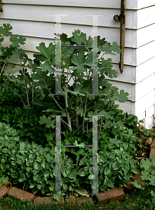 Picture of Macleaya cordata 