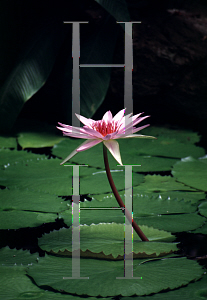 Picture of Nymphaea  'Aquateius'