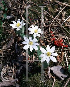 Picture of Sanguinaria canadensis 