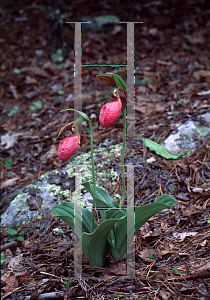 Picture of Cypripedium acaule 