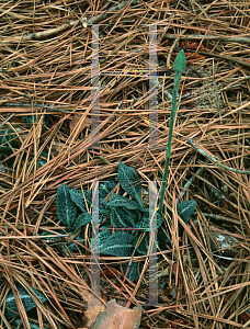 Picture of Goodyera pubescens 