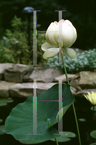 Picture of Nelumbo nucifera 'Mrs. Perry D. Slocum'