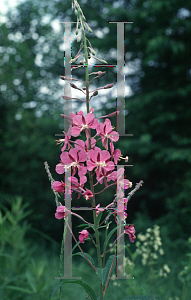 Picture of Epilobium angustifolium 