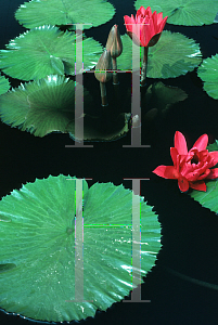 Picture of Nymphaea  'Antares'