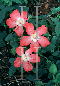 Picture of Abelmoschus moschatus 'Pacific Scarlet'