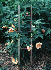 Picture of Abutilon pictum 