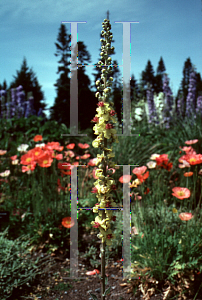 Picture of Verbascum chaixii 