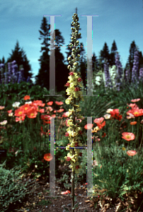 Picture of Verbascum chaixii 