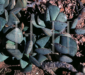 Picture of Adromischus triflorus 