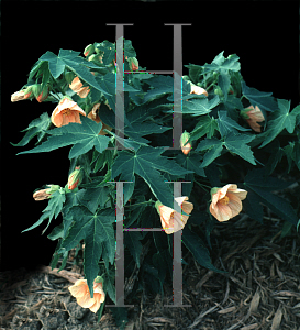 Picture of Abutilon pictum 