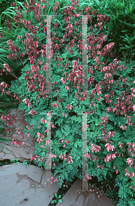 Picture of Dicentra formosa 'Luxuriant'