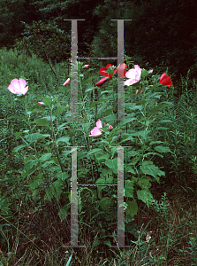 Picture of Hibiscus moscheutos 