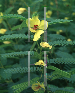 Picture of Chamaecrista fasciculata 