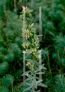 Picture of Lespedeza capitata 