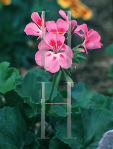 Picture of Pelargonium x hortorum 'Freckles'