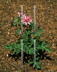 Picture of Pelargonium graveolens 'Staghorn Oak'