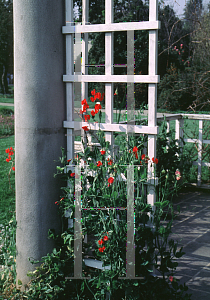 Picture of Lathyrus odoratus 