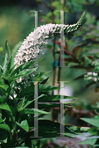 Picture of Lysimachia clethroides 