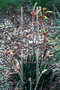 Picture of Anigozanthos flavidus 