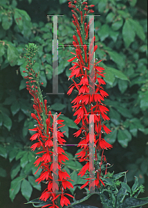 Picture of Lobelia cardinalis 