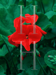 Picture of Pelargonium x hortorum 