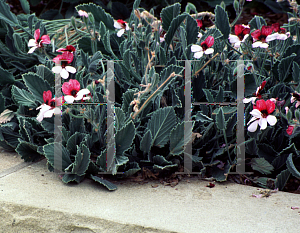 Picture of Pelargonium tricolor 