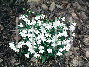 Picture of Lobelia erinus 'Paper Moon'