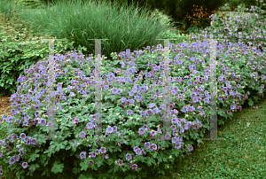 Picture of Geranium  'Johnson's Blue'