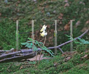 Picture of Dicentra cucullaria 