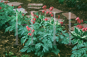 Picture of Dicentra formosa 'Luxuriant'