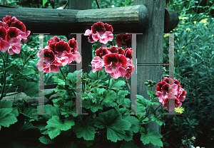 Picture of Pelargonium x domesticum 'Delilah'