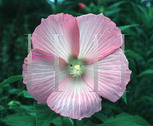 Picture of Hibiscus moscheutos 