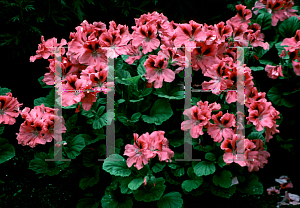 Picture of Pelargonium x domesticum 'Flair'