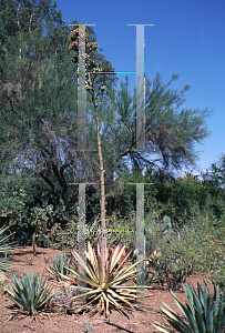 Picture of Agave murpheyi 