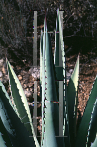 Picture of Agave palmeri '~Species'